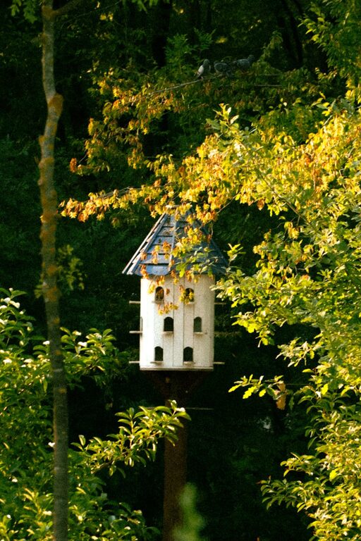 Yeni Başlayanlar İçin Bahçe Kuş Gözleminde Altın İpuçları